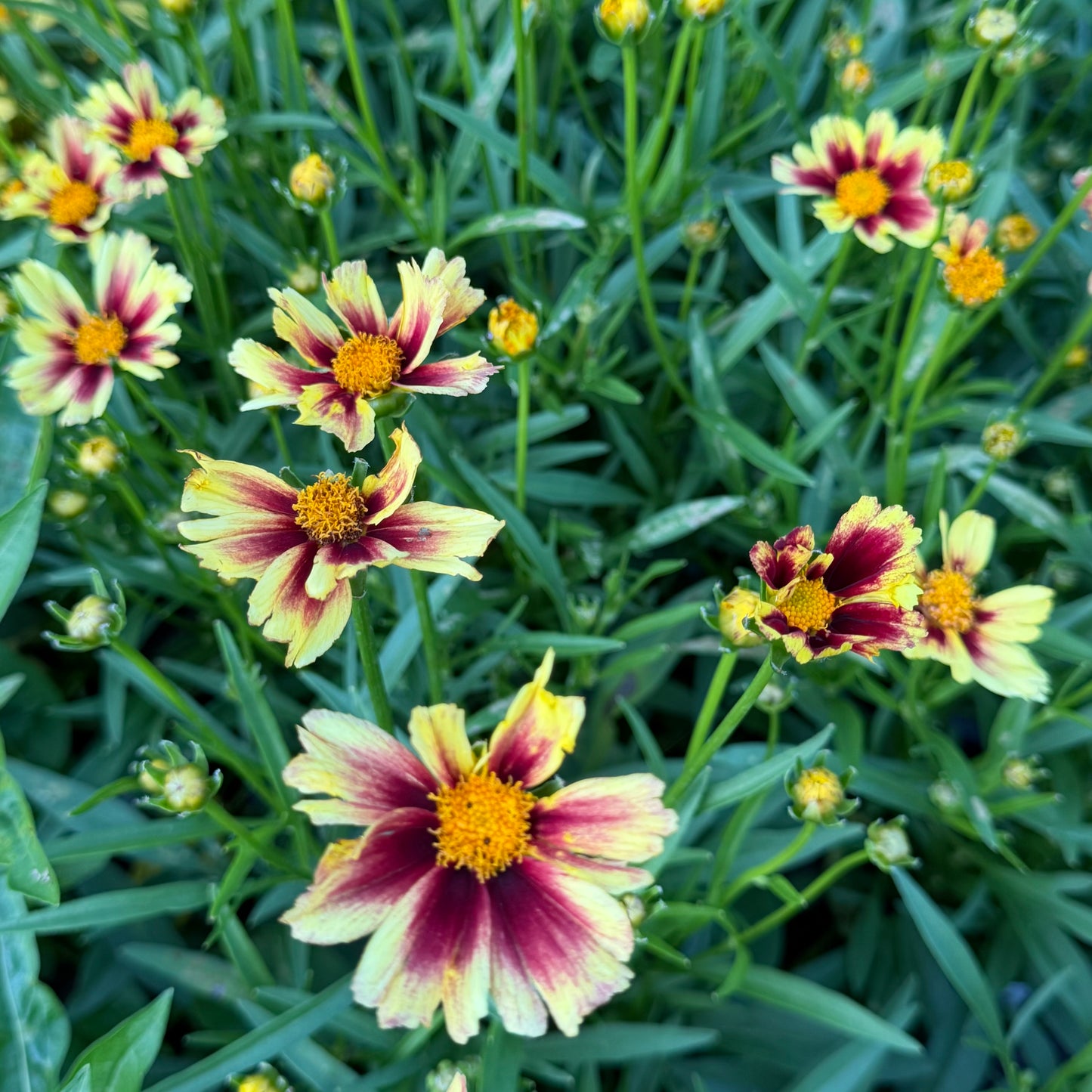 Coreopsis grandiflora 'Leading Lady™ Iron Lady'