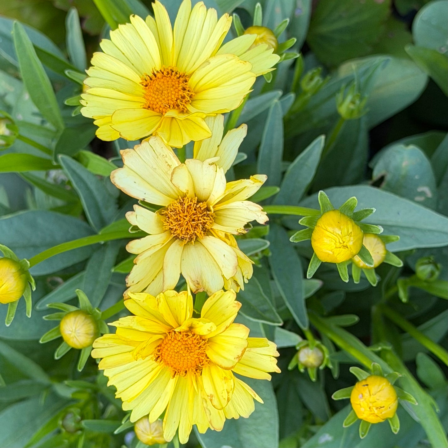 Coreopsis grandiflora 'Leading Lady™ Lauren’ (Tickseed)