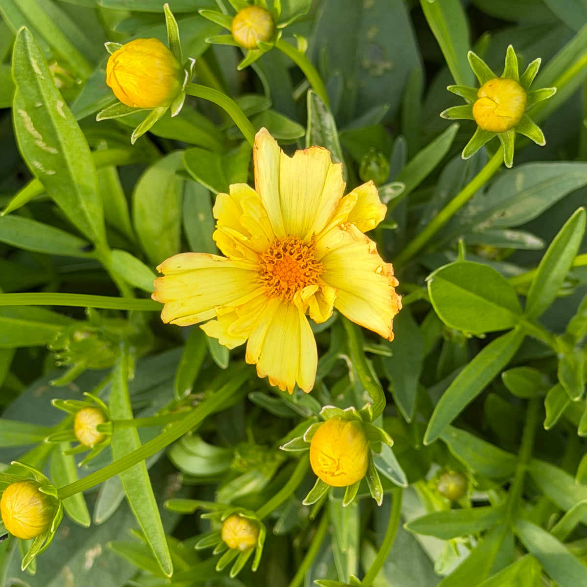 Coreopsis grandiflora 'Leading Lady™ Lauren’ (Tickseed)