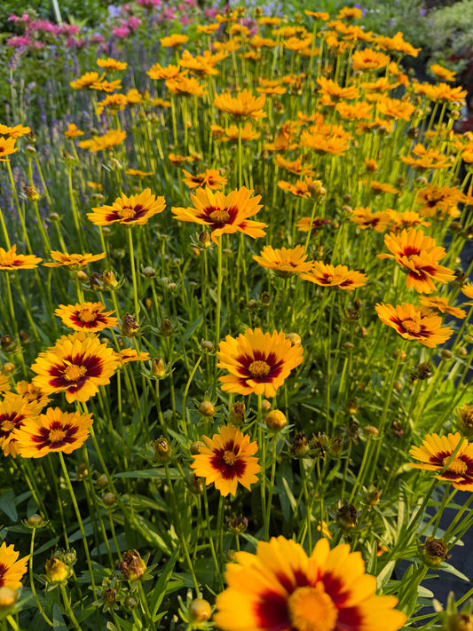Coreopsis grandiflora 'Solanna™ Sunset Bright' (Tickseed)