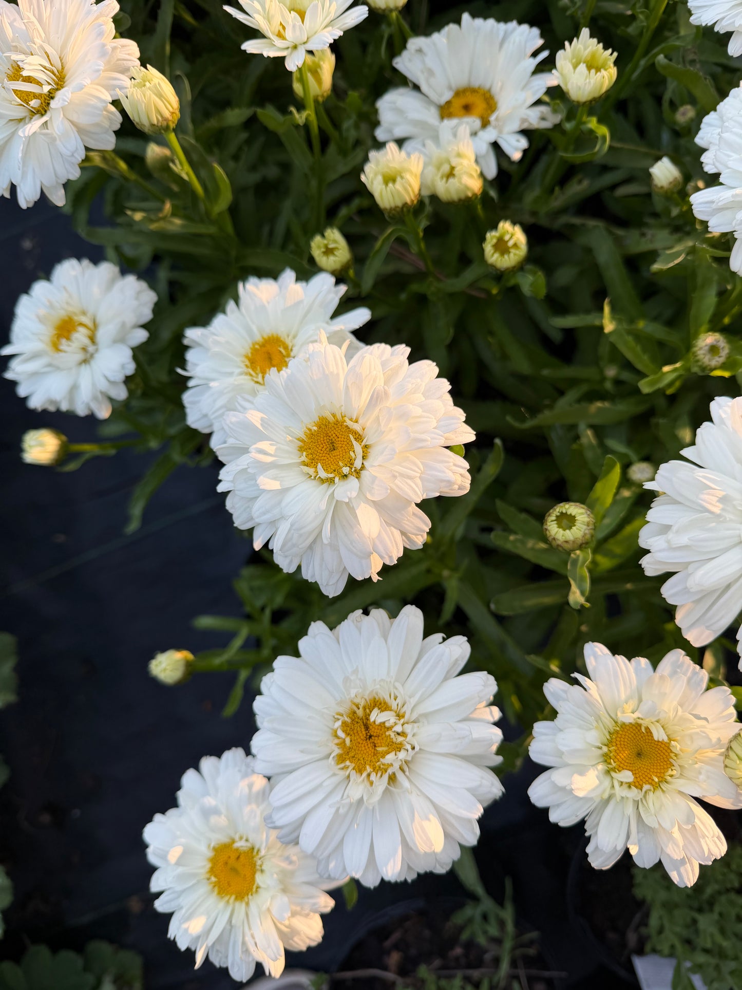 Leucanthemum superbum 'Make My Daisy™ Crazy'
