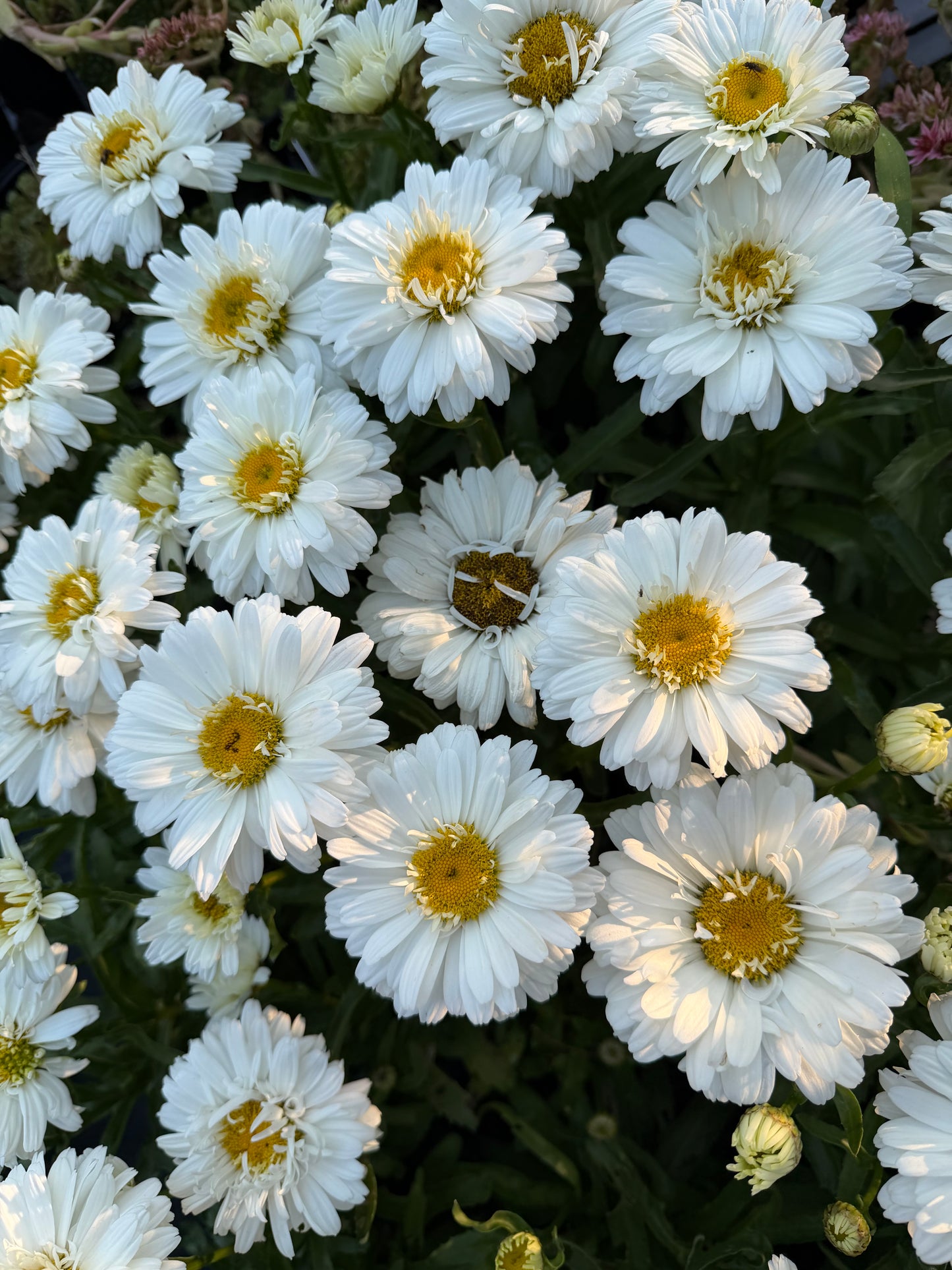 Leucanthemum superbum 'Make My Daisy™ Crazy'