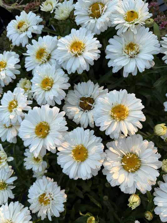 Leucanthemum superbum 'Make My Daisy™ Crazy'