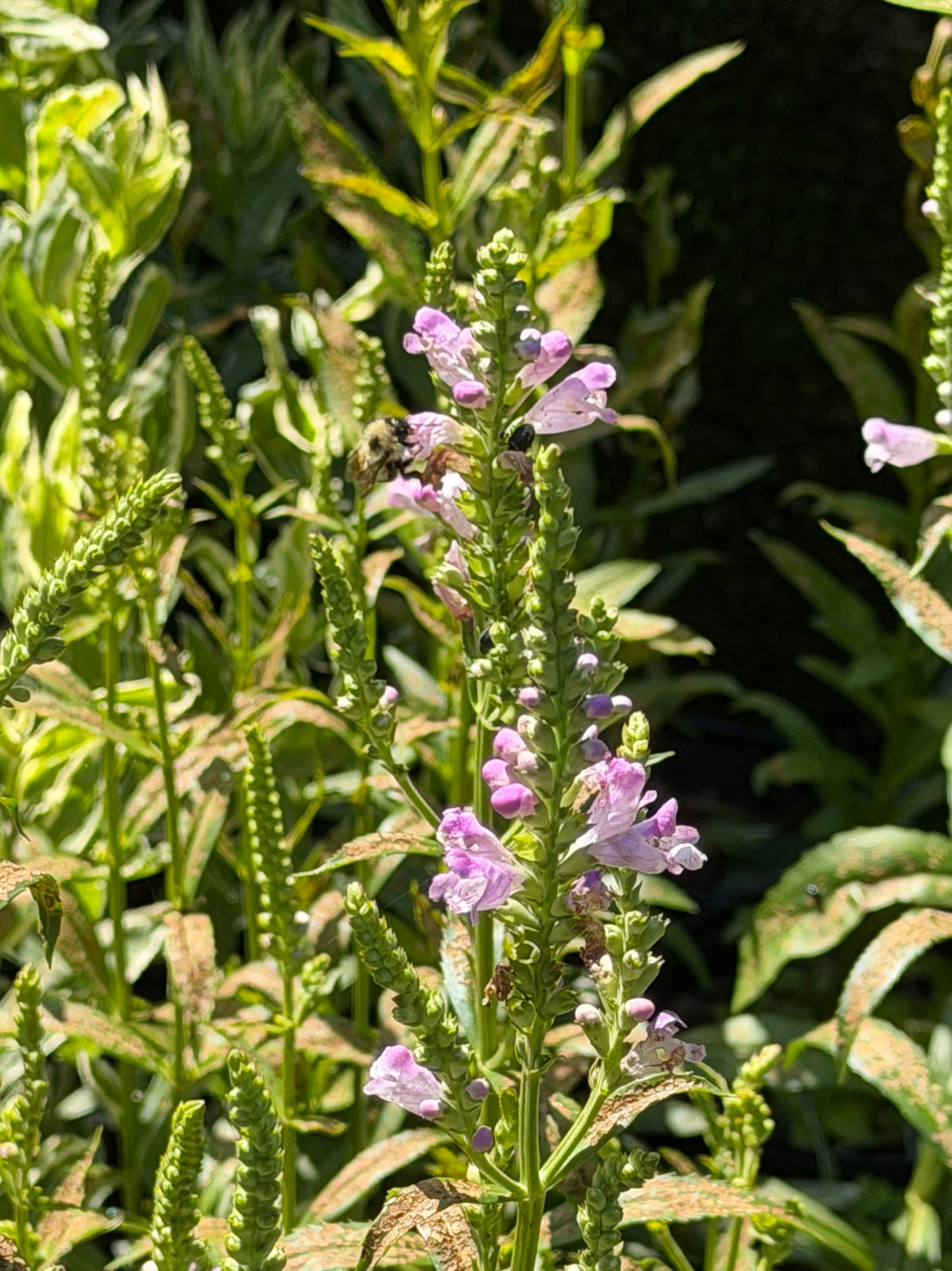Physostegia virginiana 'Pink Manners' (Obedient Plant)