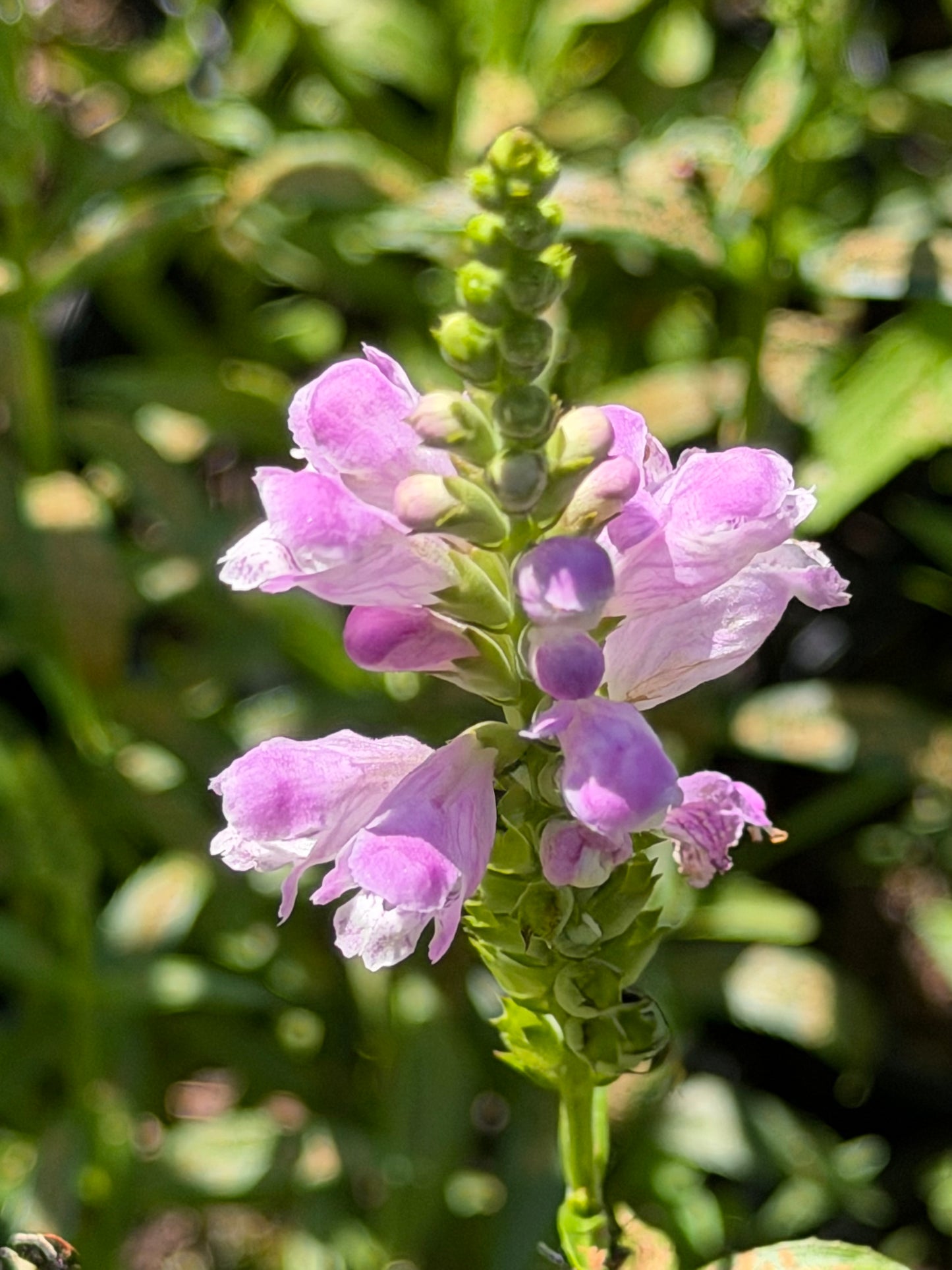 Physostegia virginiana 'Pink Manners' (Obedient Plant)