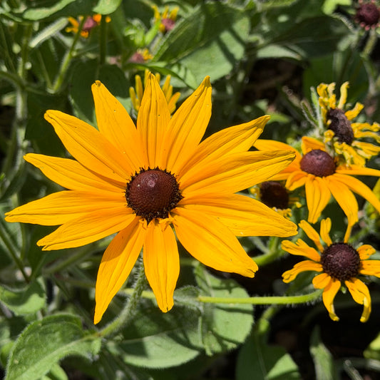 Rudbeckia hirta  'Indian Summer' (Brown-Eyed Susan)