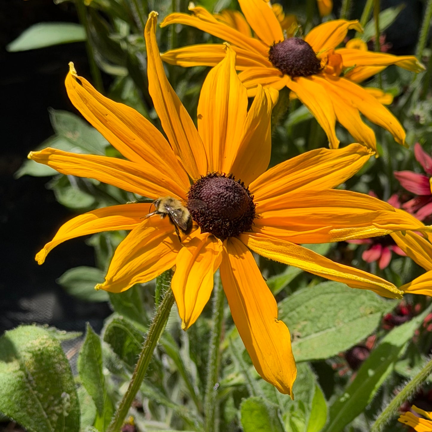Rudbeckia hirta  'Indian Summer' (Brown-Eyed Susan)