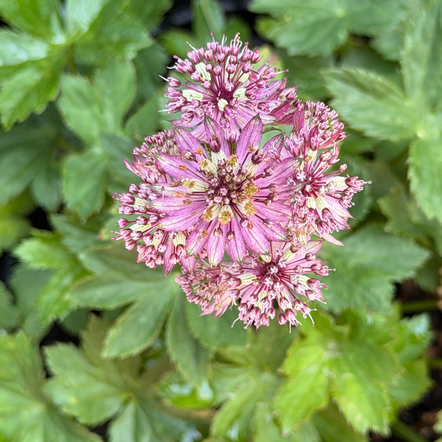 Astrantia major 'Abbey Road' (Masterwort)