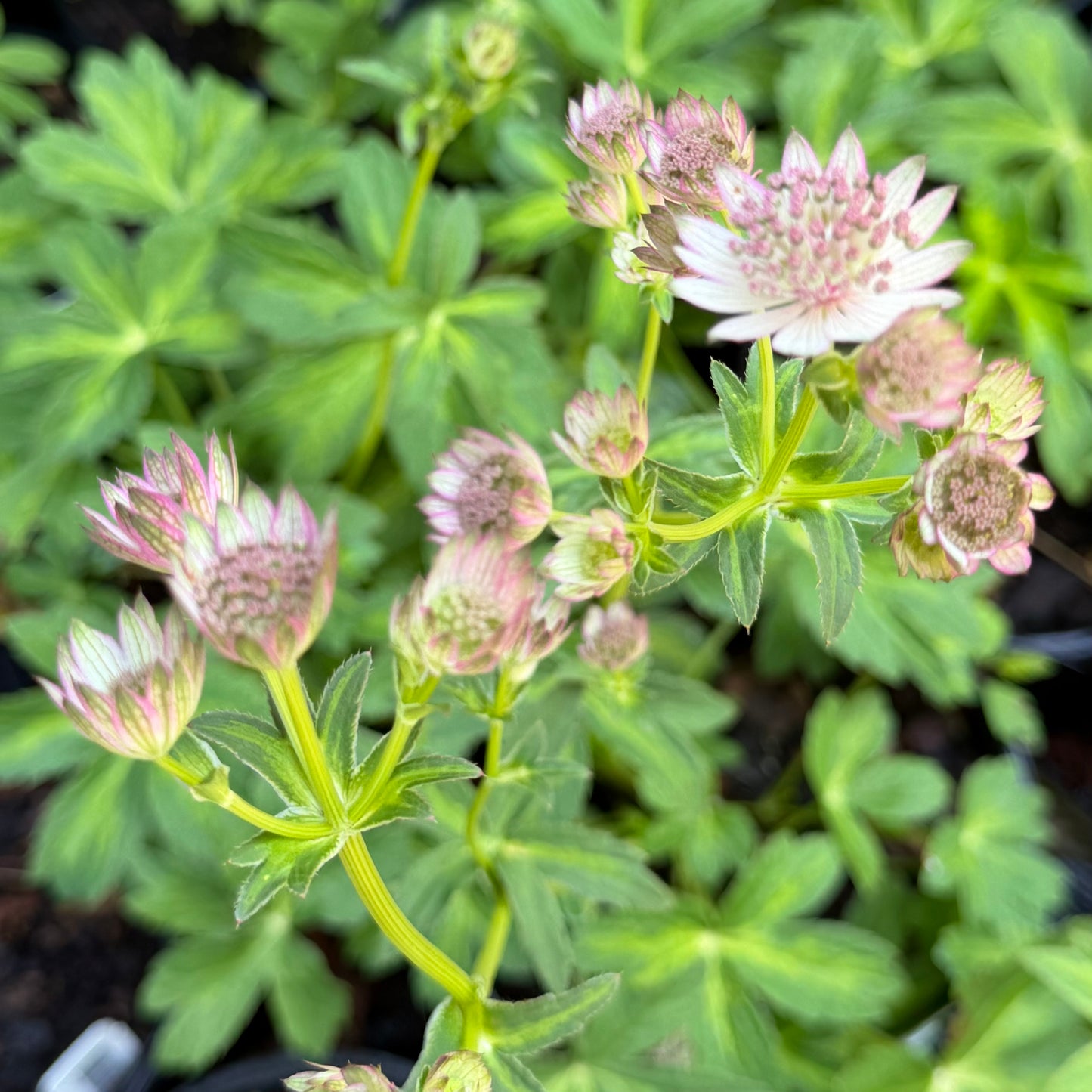 Astrantia major 'Masterpiece' (Masterwort)