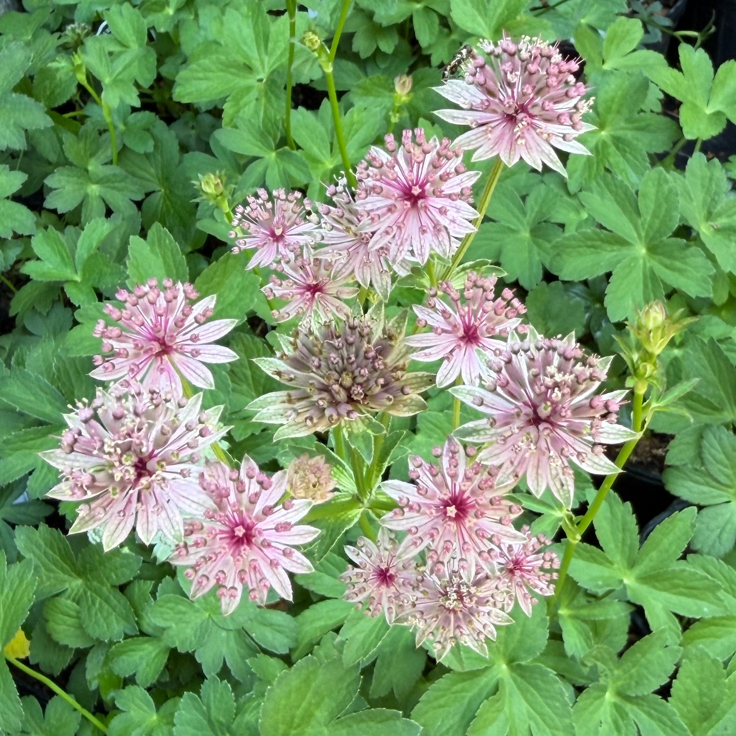 Astrantia major 'Roma' (Masterwort)