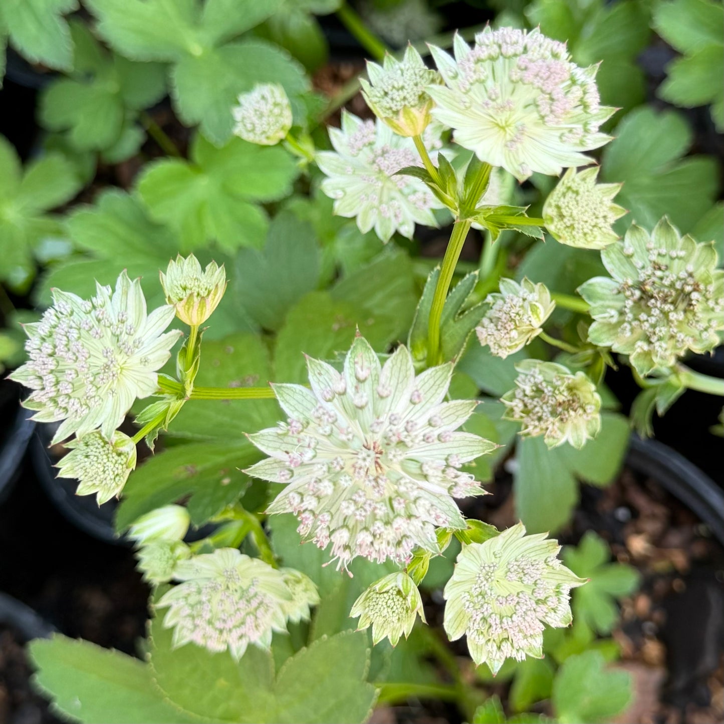 Astrantia major 'Buckland' (Masterwort)