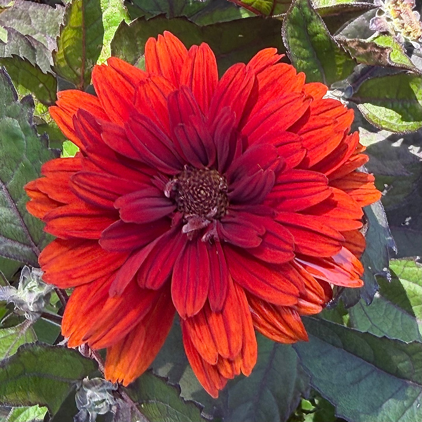 Heliopsis helianthoides 'Red Oriole' (False Sunflower)