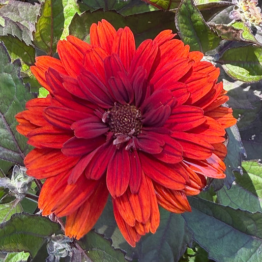 Heliopsis helianthoides 'Red Oriole' (False Sunflower)