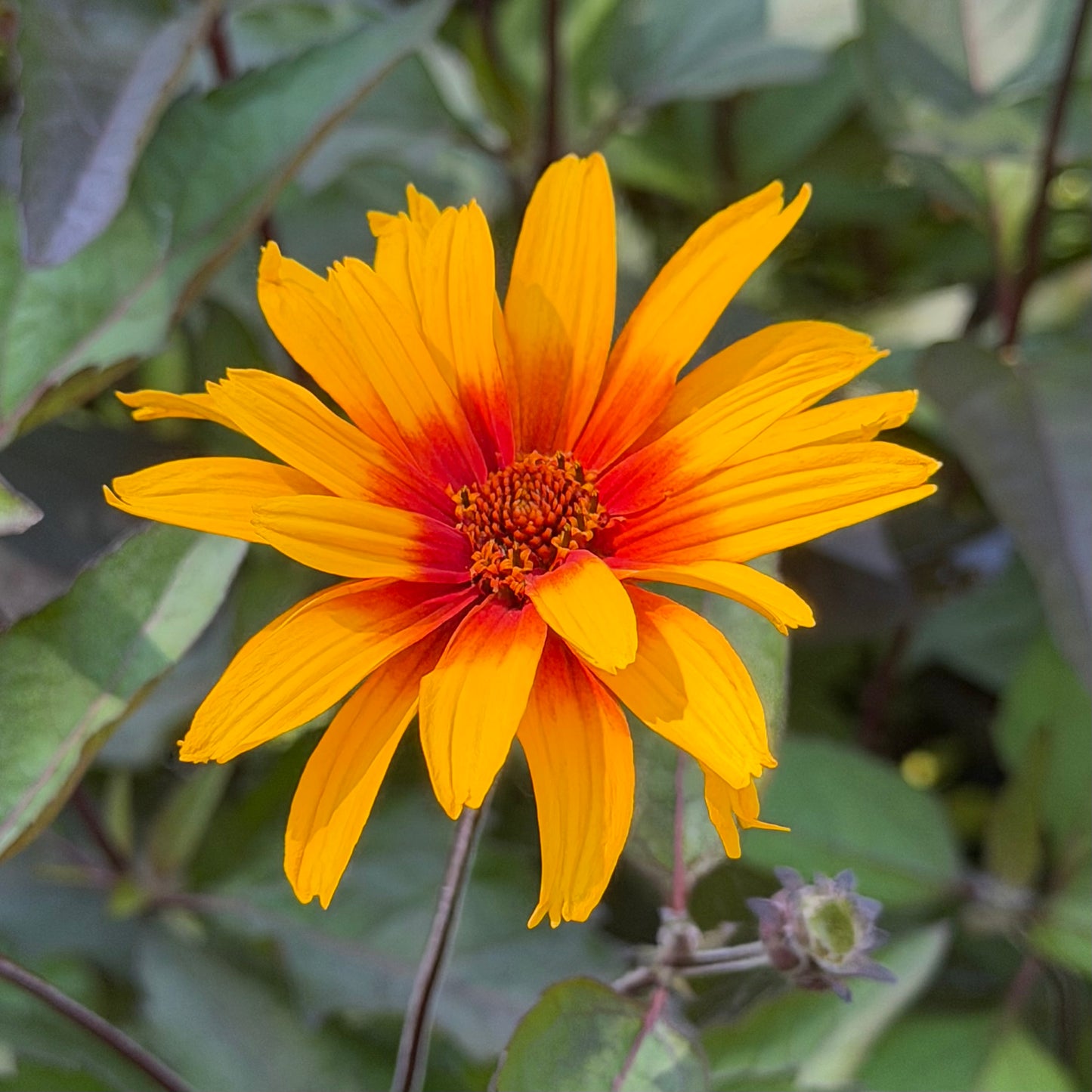 Heliopsis helianthoides var. scabra 'Burning Hearts' (False Sunflower)