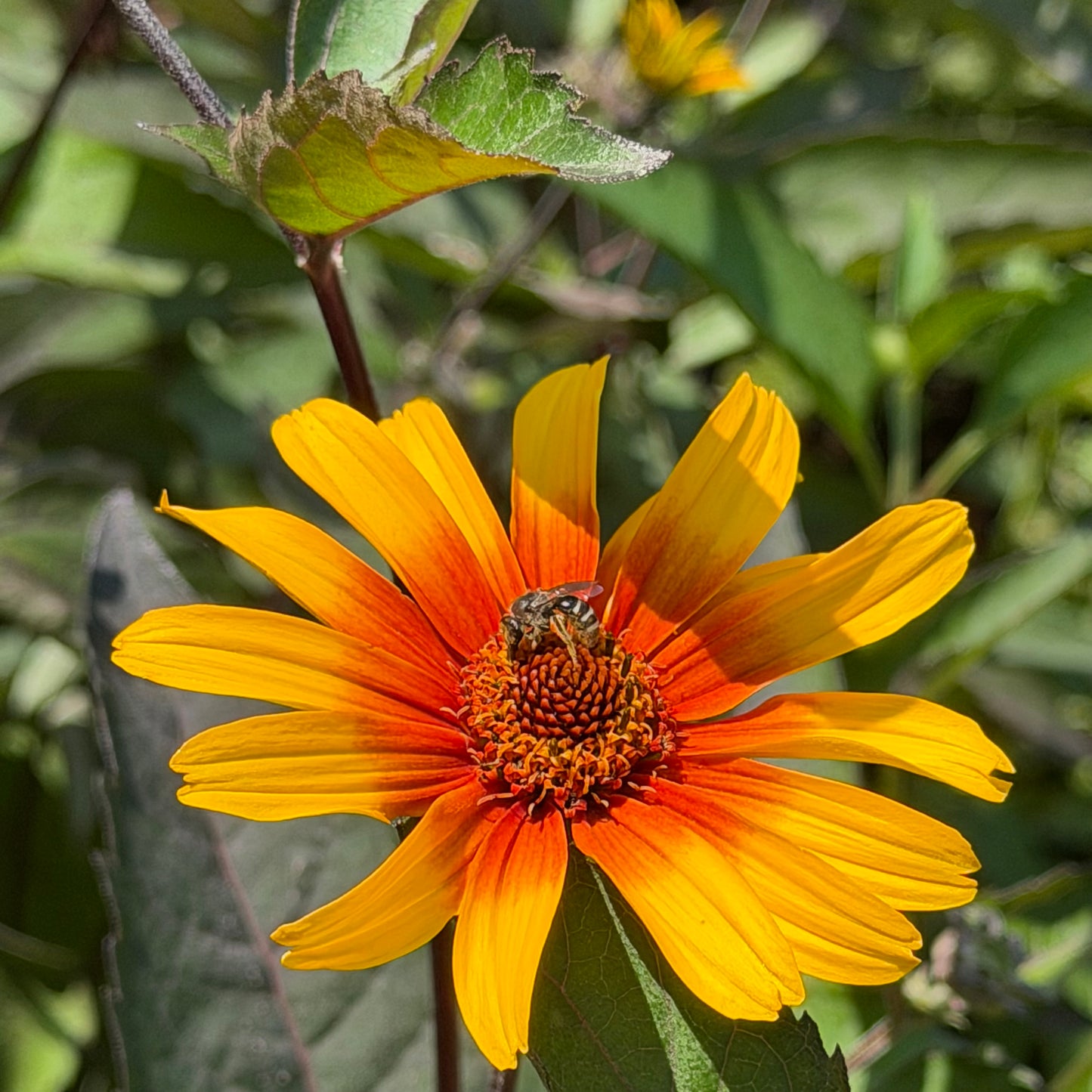 Heliopsis helianthoides var. scabra 'Burning Hearts' (False Sunflower)