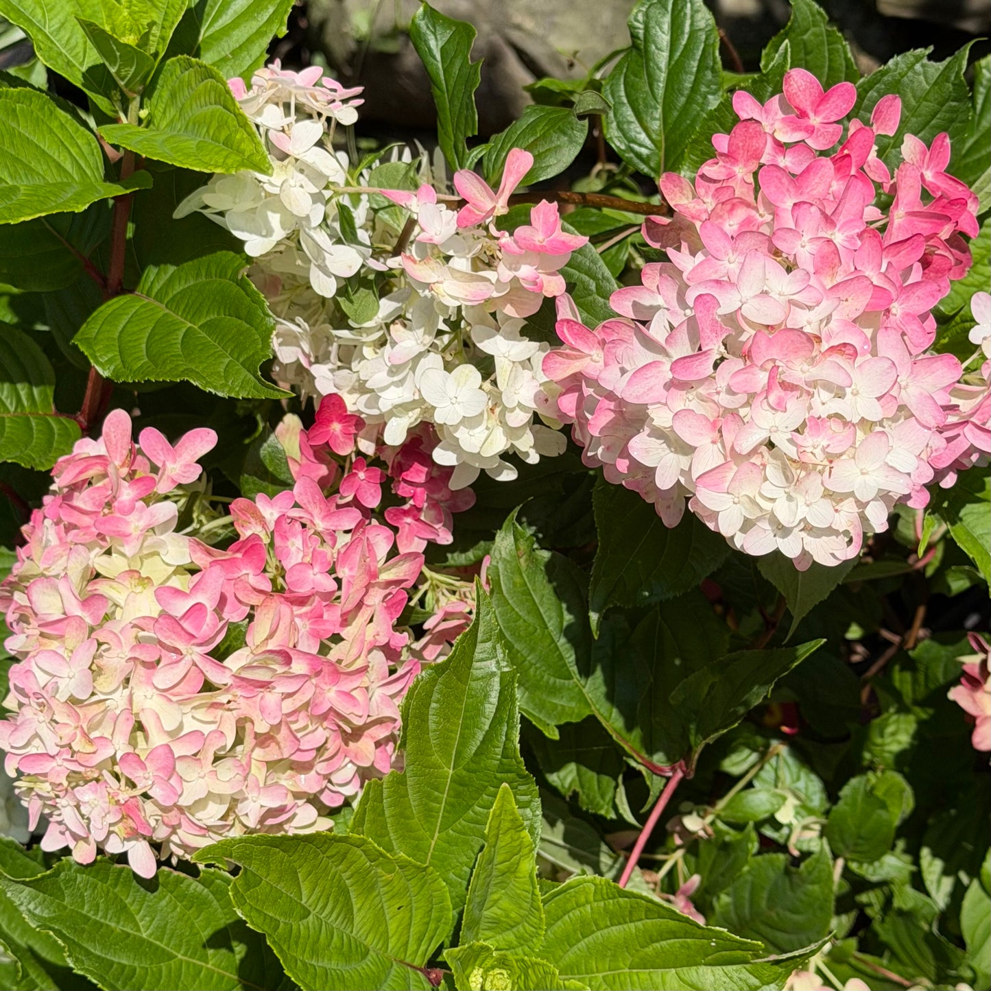 Hydrangea paniculata Spring Sizzle™ ('Bailpanthree')