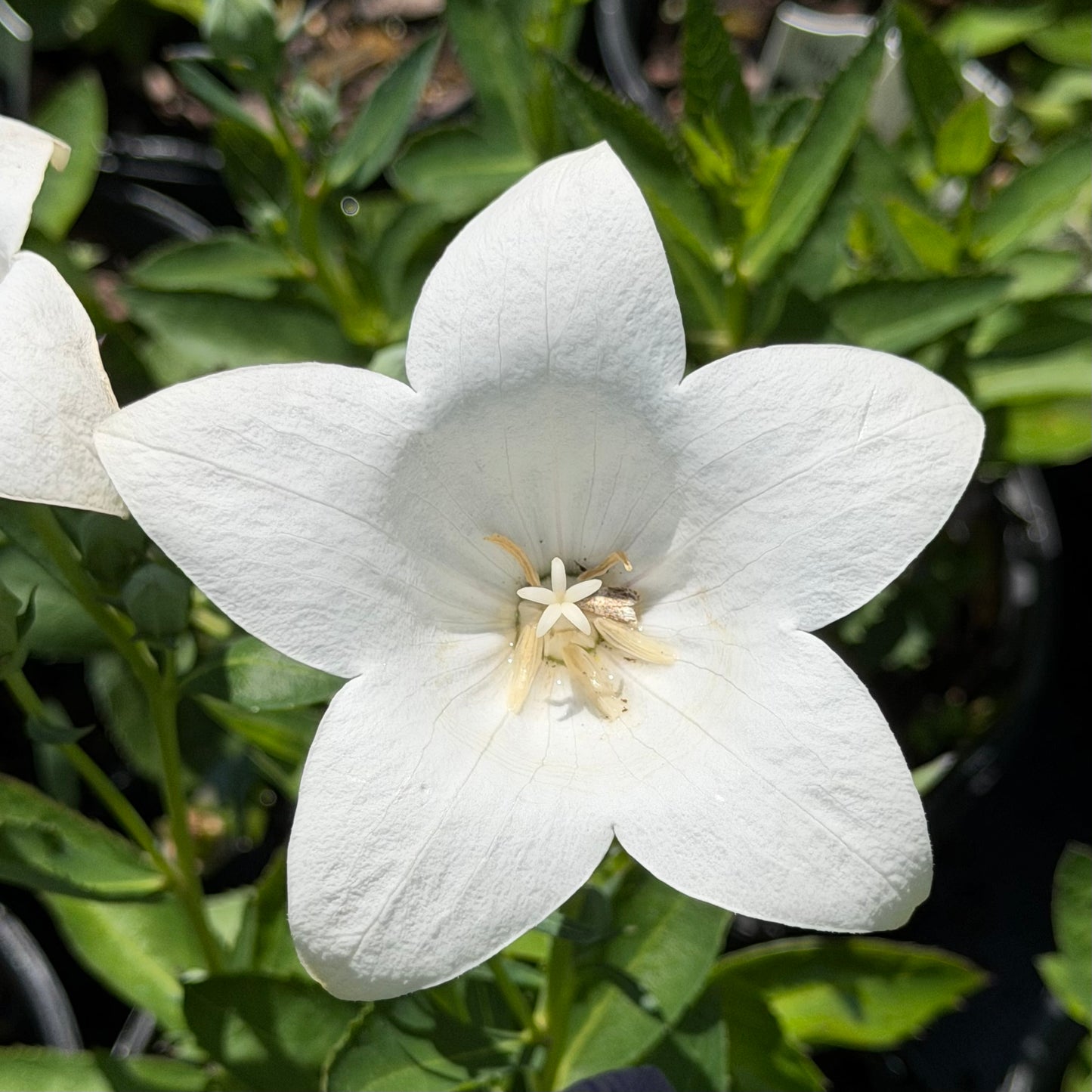 Platycodon grandiflorus 'Pop Star White' (Balloon Flower)