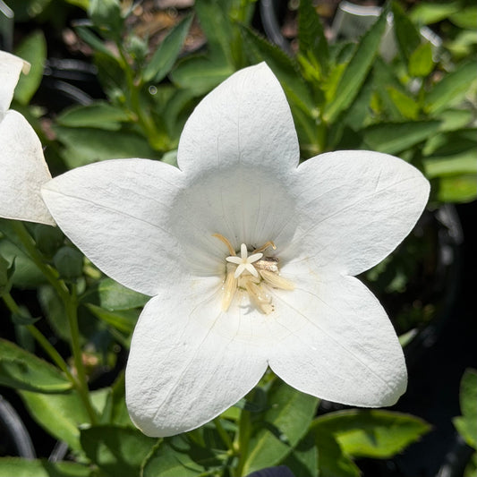 Platycodon grandiflorus 'Pop Star White' (Balloon Flower)
