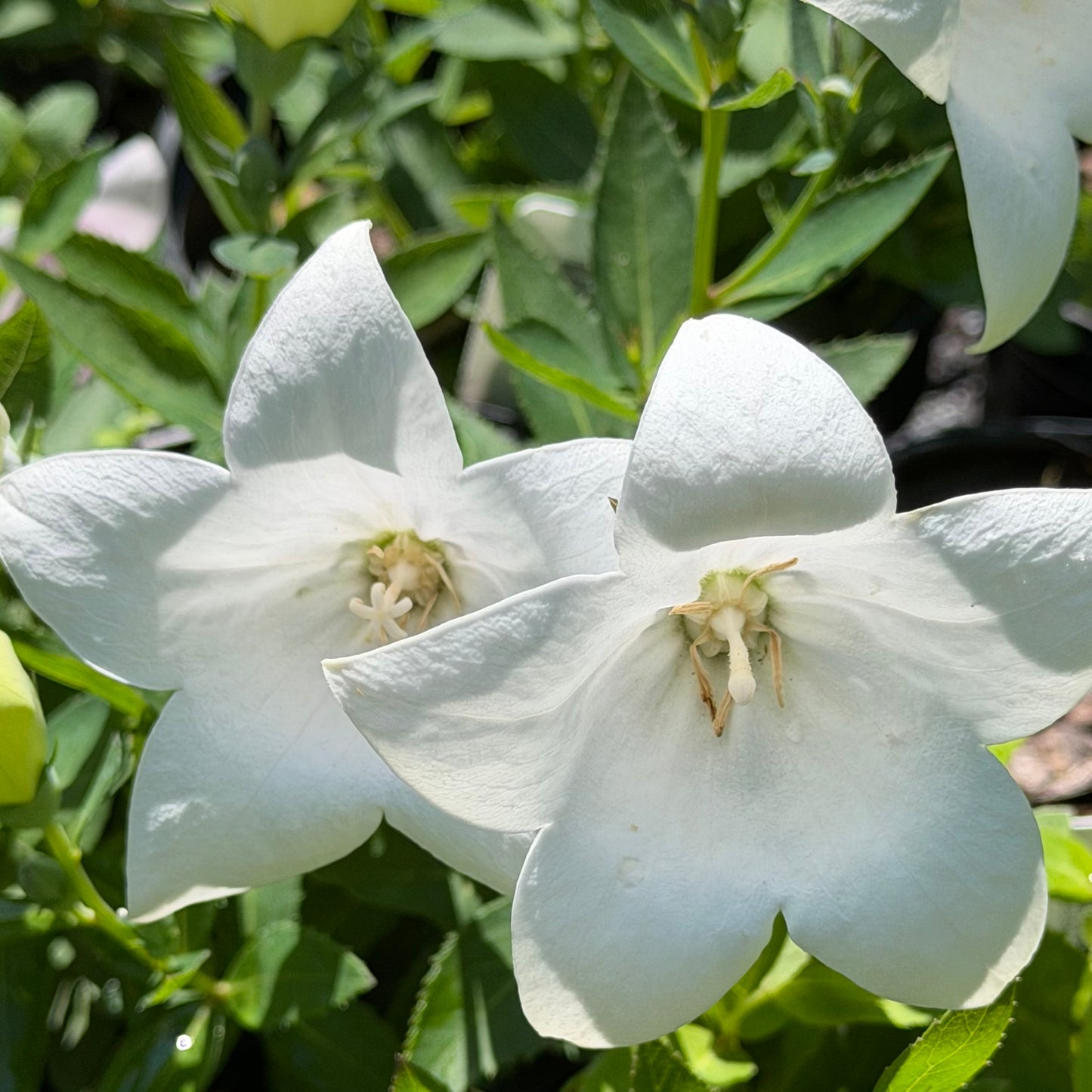 Platycodon grandiflorus 'Pop Star Tri-color' (Balloon Flower)