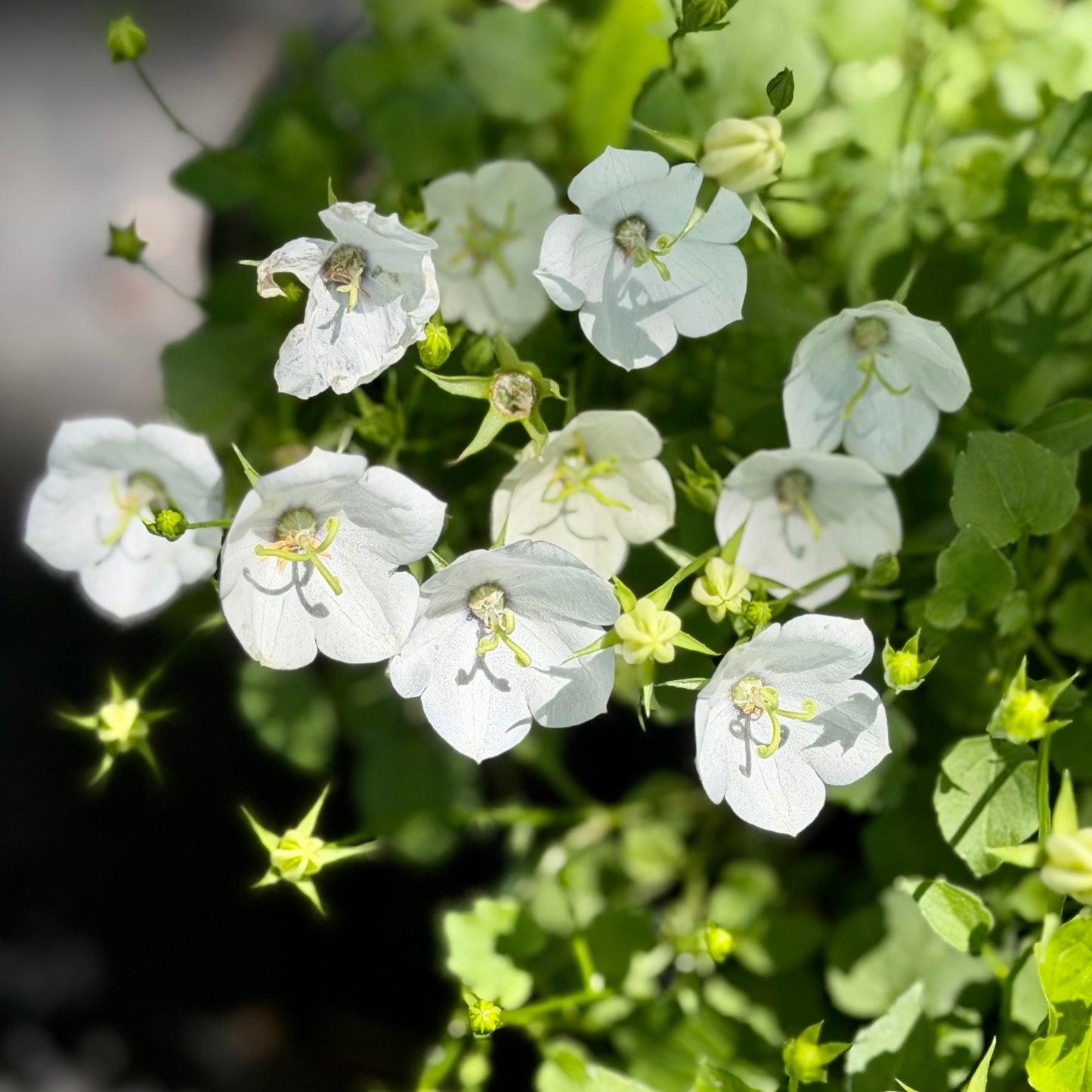 Campanula carpatica 'Starbright' (Bellflower)