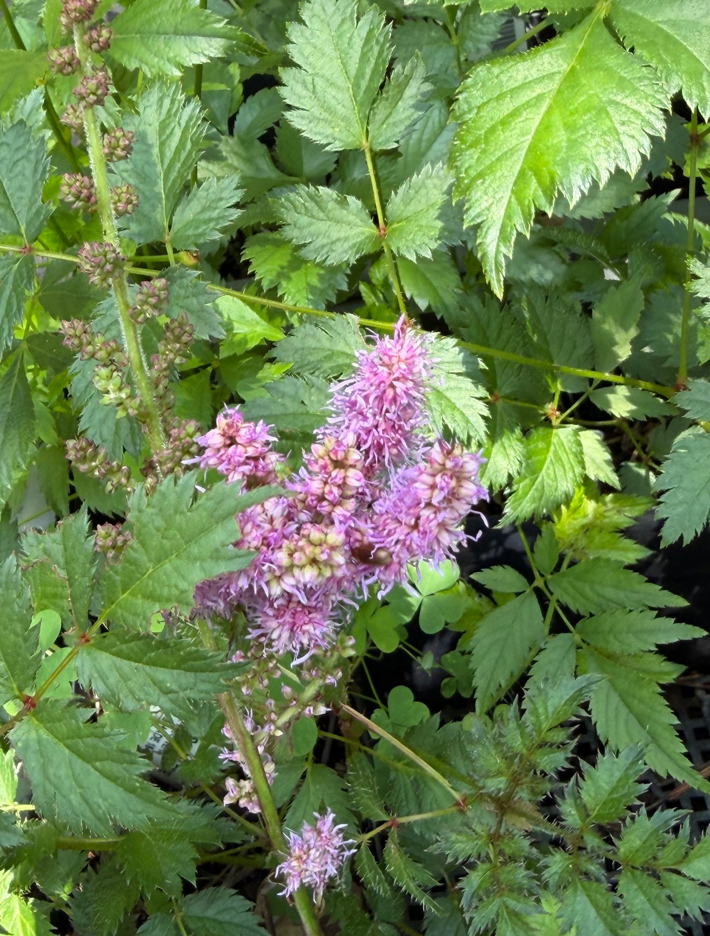 Astilbe chinensis 'Valerie'