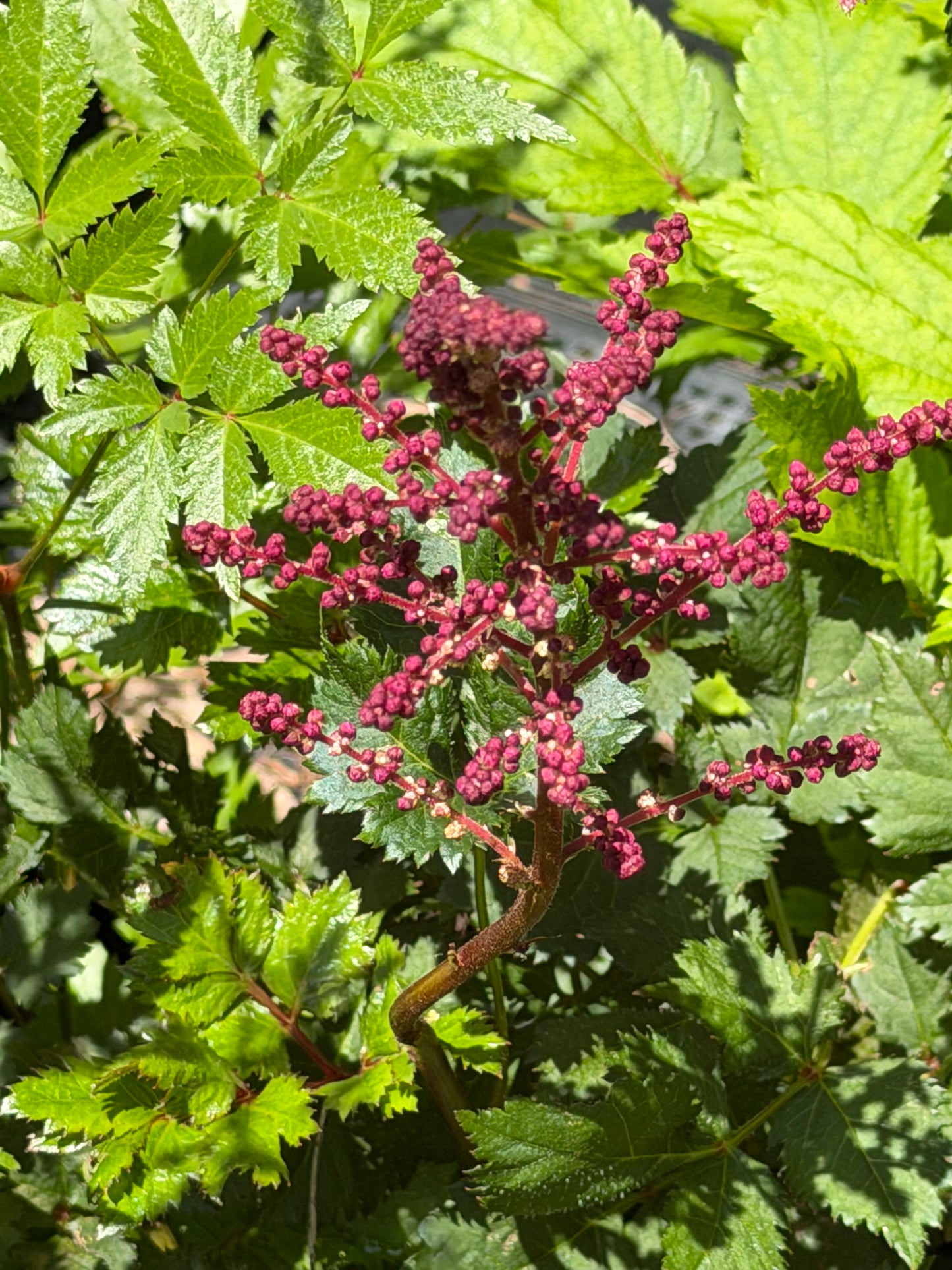 Astilbe chinensis 'Vision Vulcano'