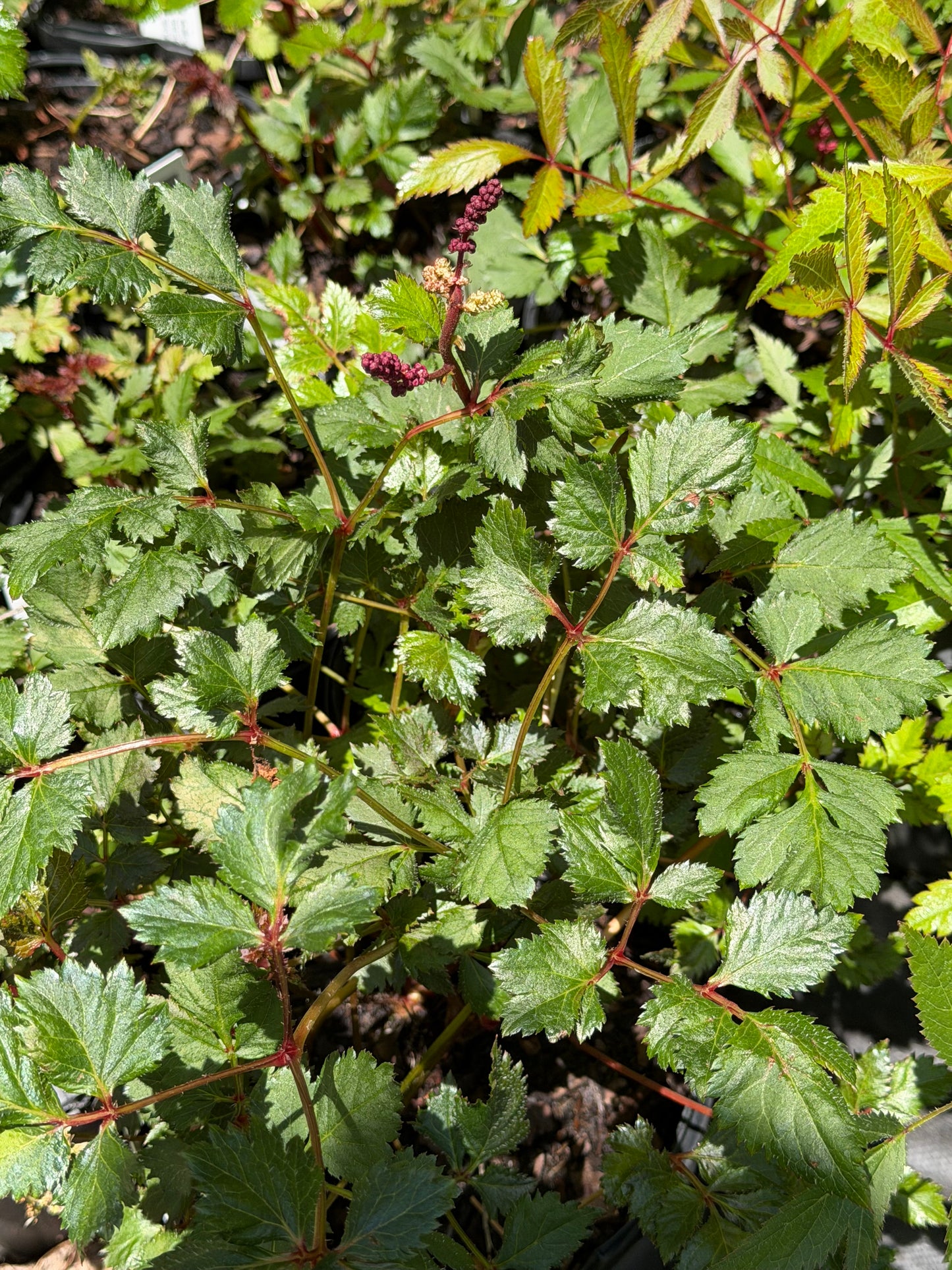 Astilbe chinensis 'Vision Vulcano'