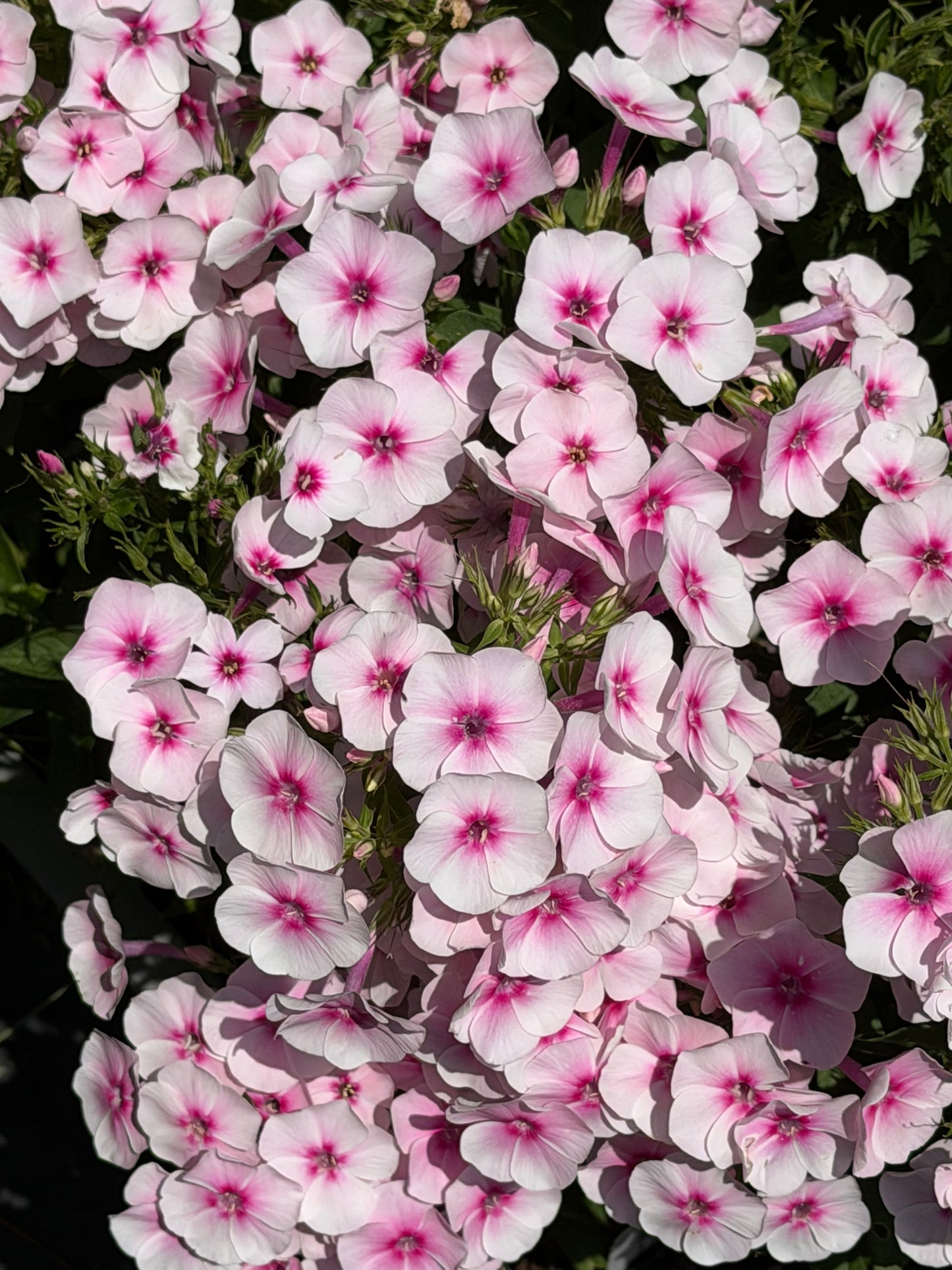 Phlox paniculata 'Flame™ Pro Baby Doll'