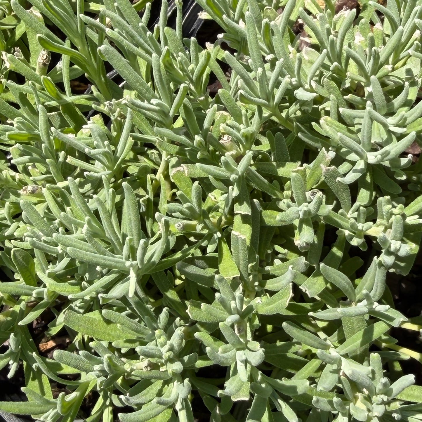 Lavandula angustifolia 'Munstead'