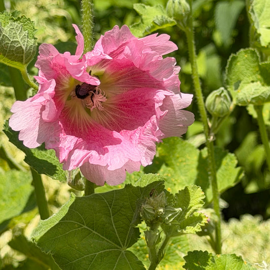 Alcea rosea `Indian Springs' (Hollyhock)