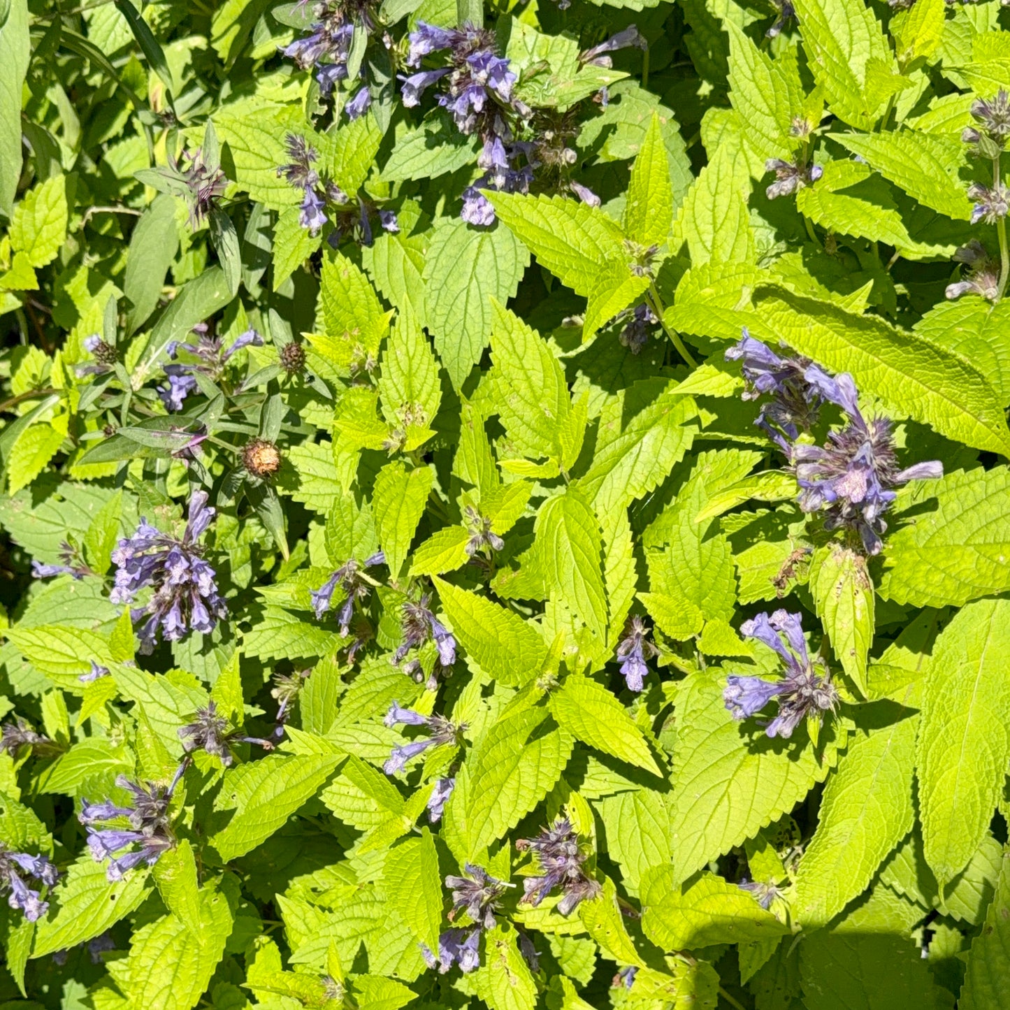Nepeta subsessilis  'Blue Prelude' (Catmint, Catnip)