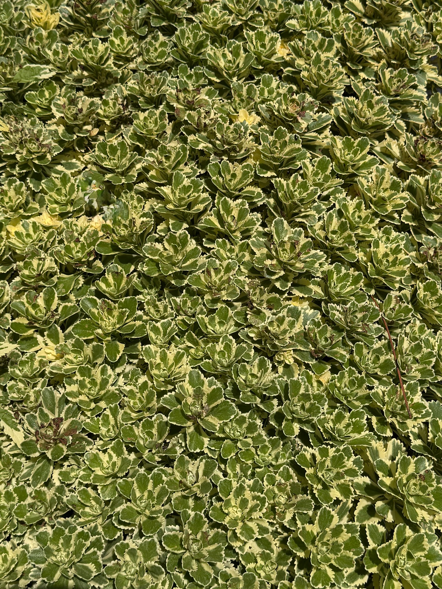 Sedum takesimense 'Atlantis' (Stonecrop)