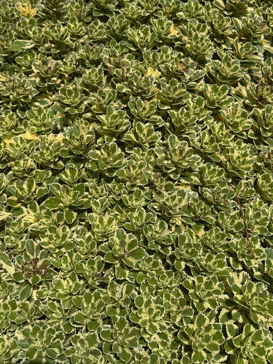 Sedum takesimense 'Atlantis' (Stonecrop)