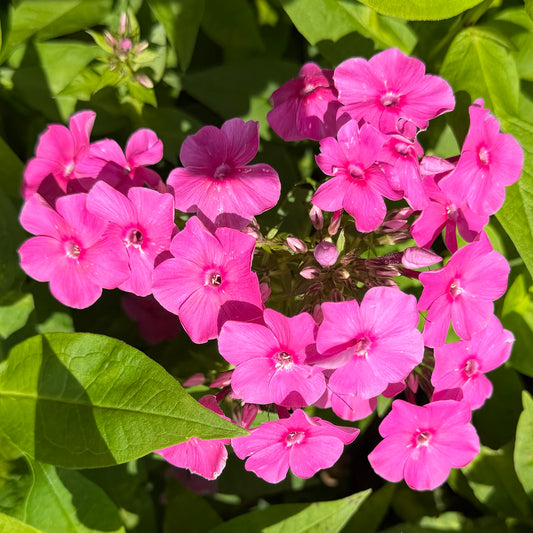 Phlox paniculata 'Super Ka-Pow Pink'