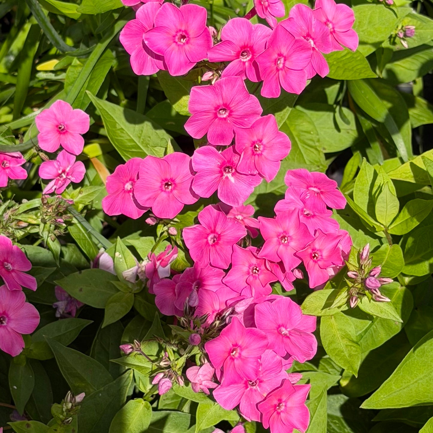 Phlox paniculata 'Super Ka-Pow Pink'