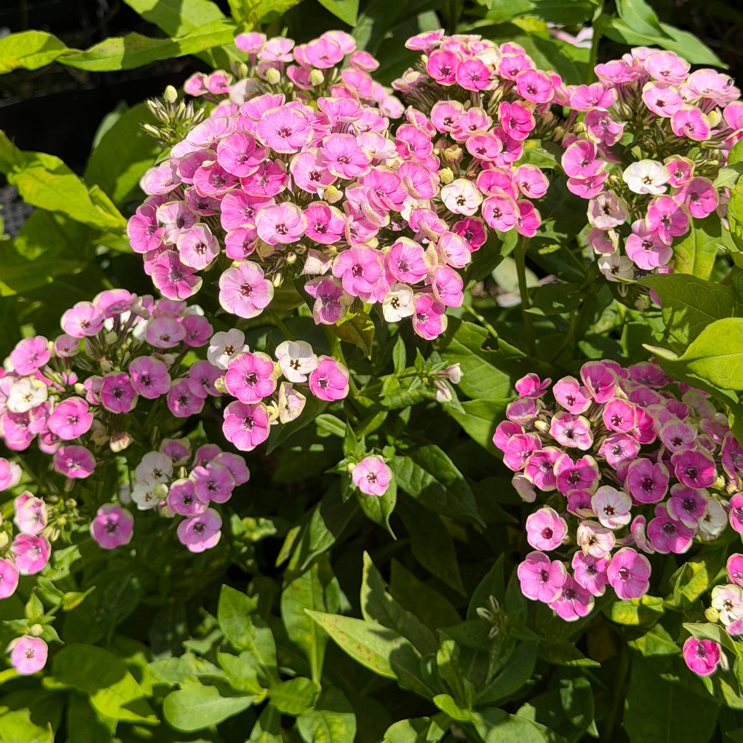 Phlox paniculata 'Orchid Yellow'
