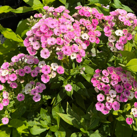Phlox paniculata 'Orchid Yellow'