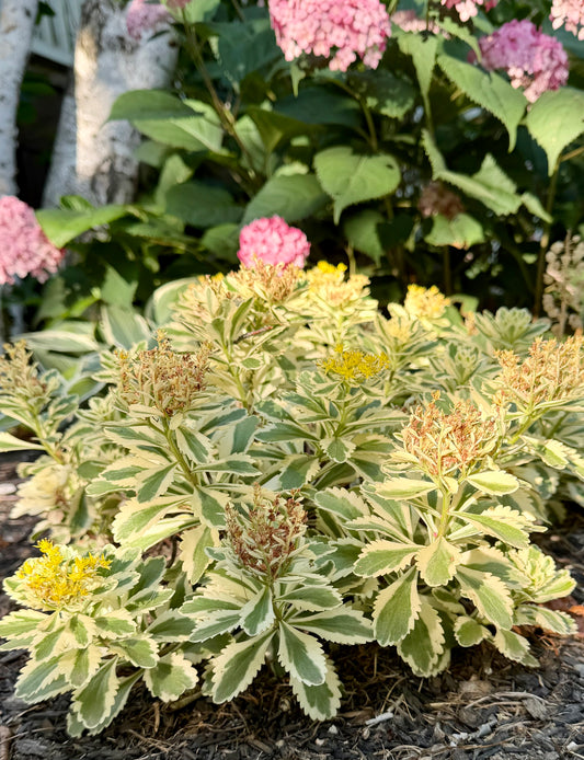 Sedum takesimense 'Atlantis' (Stonecrop)