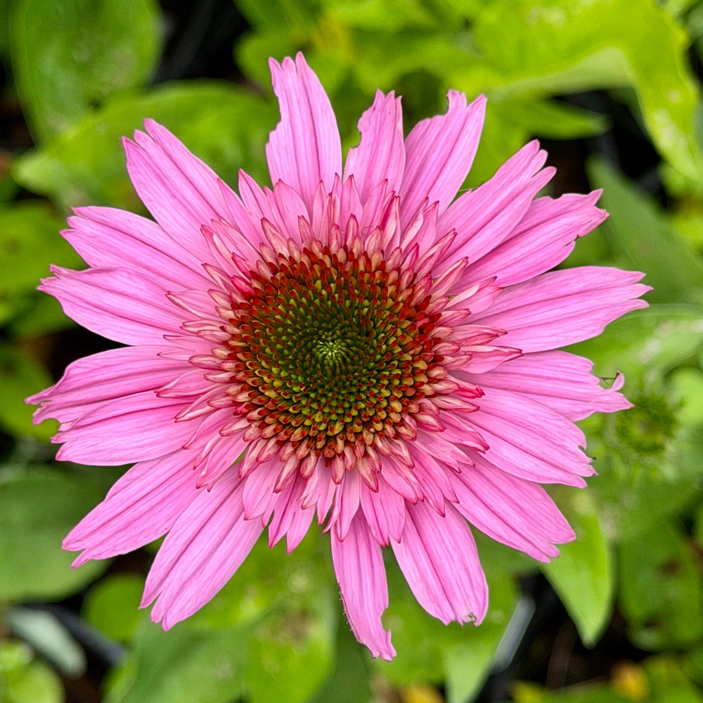 Echinacea x 'Sunmagic Vintage Hot Pink' (Coneflower)