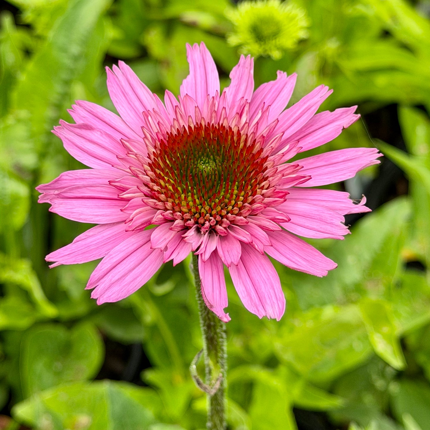 Echinacea x 'Sunmagic Vintage Hot Pink' (Coneflower)