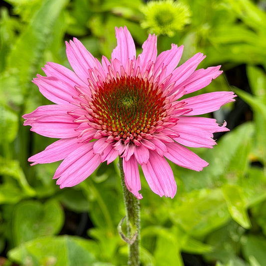 Echinacea x 'Sunmagic Vintage Hot Pink' (Coneflower)