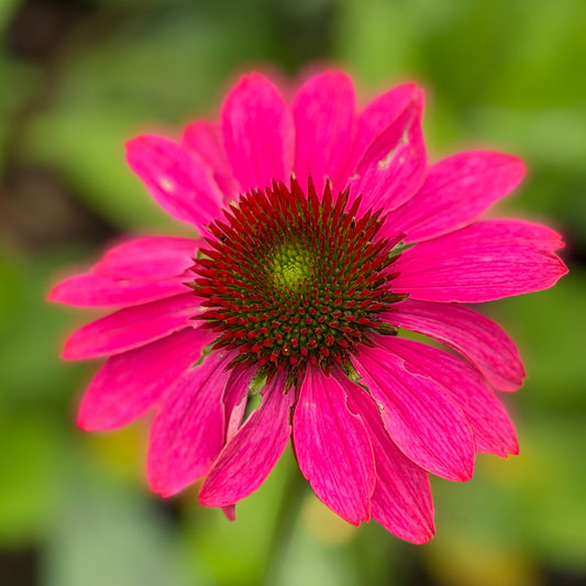 Echinacea x 'Panama™ Neon Pink' (Coneflower)