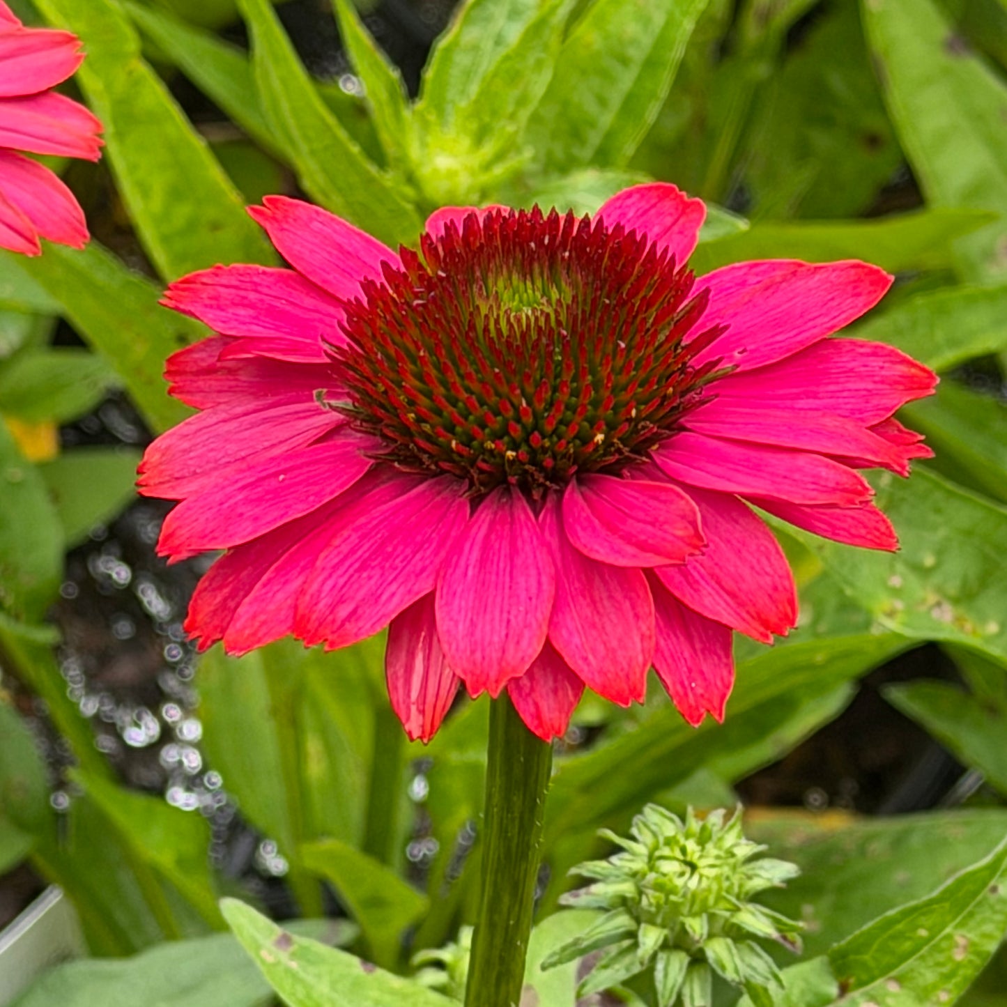 Echinacea x 'Panama™ Neon Pink' (Coneflower)