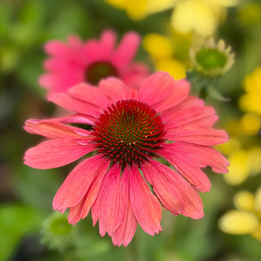 Echinacea x 'Sunmagic Vintage Watermelon’ (Coneflower)