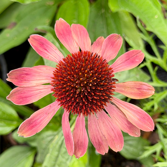 Echinacea Kismet® ‘Pink Lemonade’ (Coneflower)