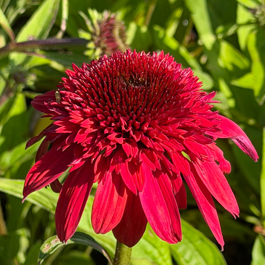 Echinacea x hybrid 'Double Scoop Raspberry Deluxe'