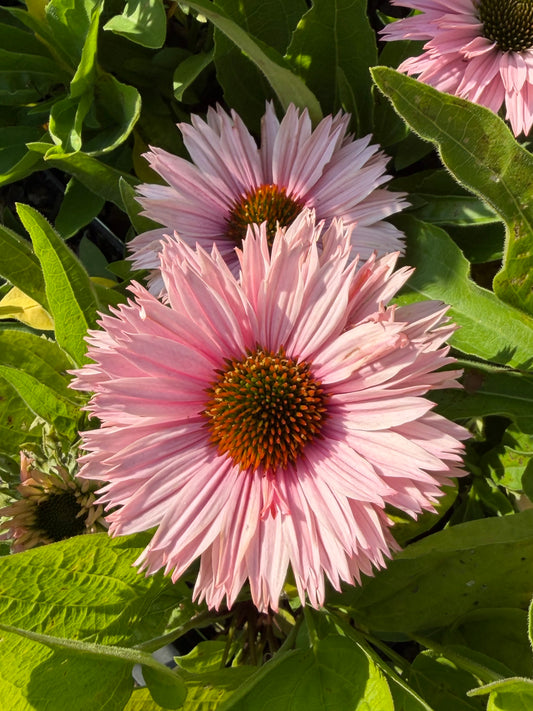Echinacea purpurea 'SunSeekers Salmon' (Coneflower)