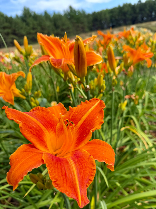 Hemerocallis 'Lady Lucille' (Daylily)