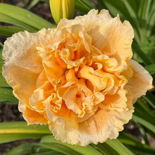 Hemerocallis 'Siloam Peony Display' (Daylily)