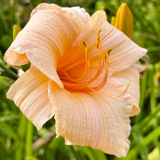 Hemerocallis 'Apricot Snow' (Daylily)